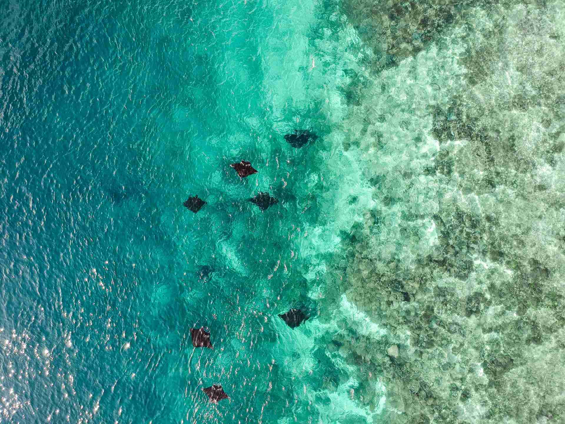 Snorkelling with manta rays in Nusa Penida Things to do in Nusa Penida snorkeling nusa penida manta ray nusa penida