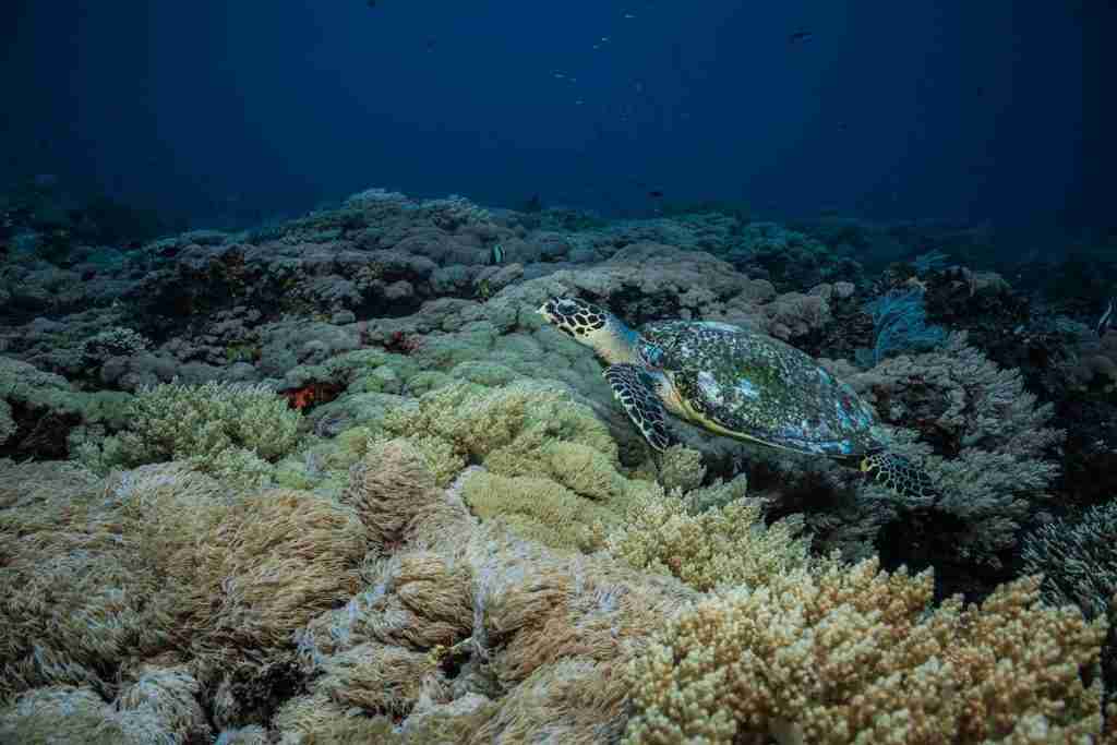Nusa Penida Snorkelling tour Nusa Penida Snorkelling tour